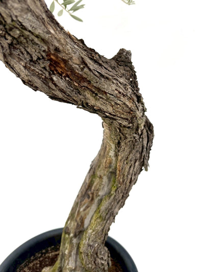 NEWネバディロブランコ（オリーブの木）｜Lサイズ｜NO.10836｜約160cm