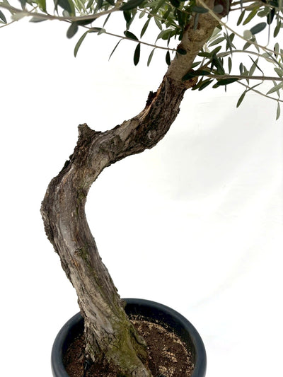 NEWネバディロブランコ（オリーブの木）｜Lサイズ｜NO.10836｜約160cm