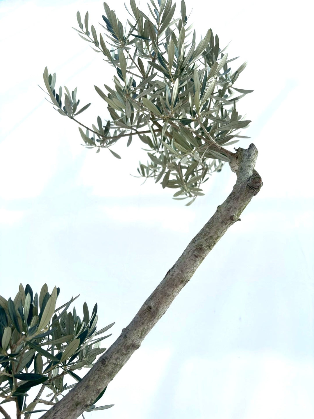 NEWホジブランコ（オリーブの木）｜Lサイズ｜No.10839｜約140cm｜人気