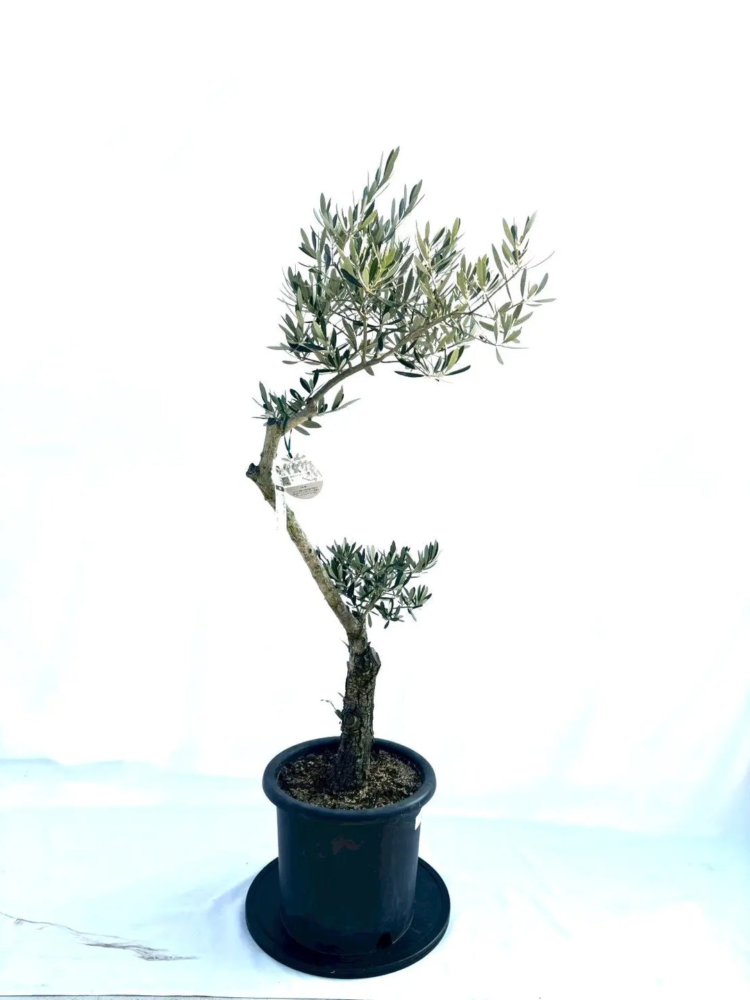 NEWホジブランコ（オリーブの木）｜Lサイズ｜No.10839｜約140cm｜人気