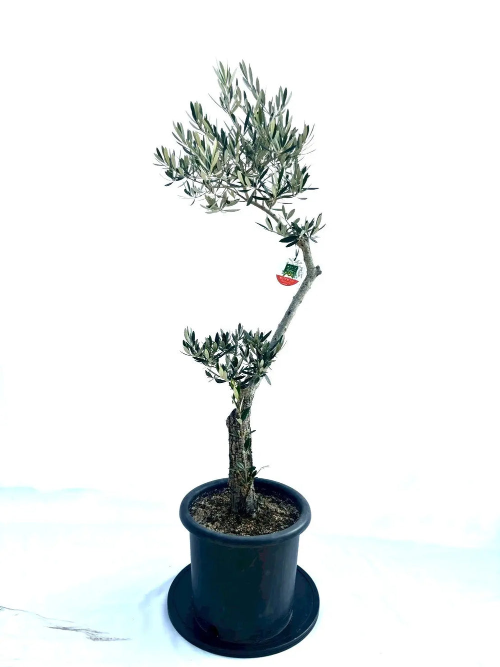 風格ある古木オリーブ - 株式会社鶴亀園