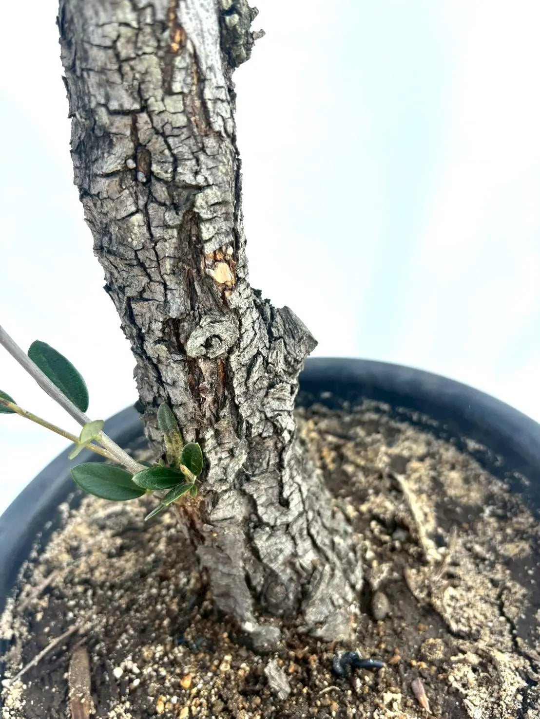 NEWホジブランコ（オリーブの木）｜Lサイズ｜No.10839｜約140cm｜人気