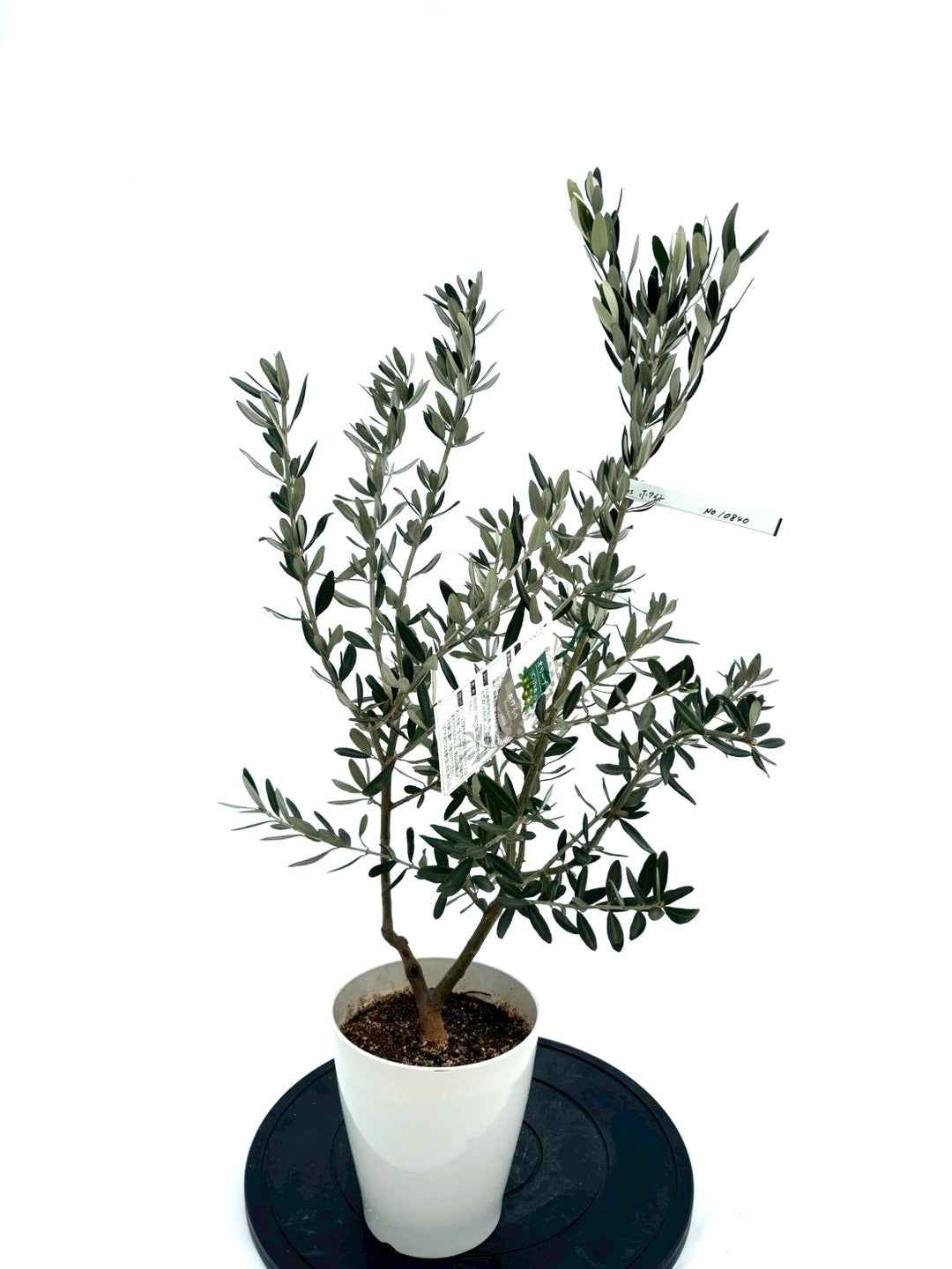 オリーブページ アートポスター / Olive eb142 | EITRIBRO(エイトリブロ) ONLINE SHOP