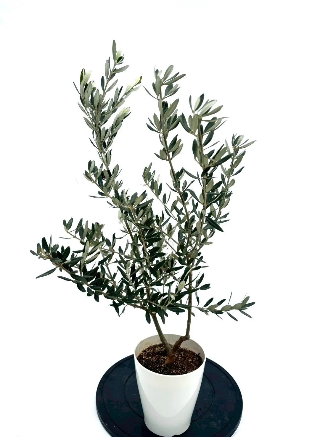 NEWホワイト（オリーブの木）｜XSサイズ｜NO.10840｜約85cm｜希少