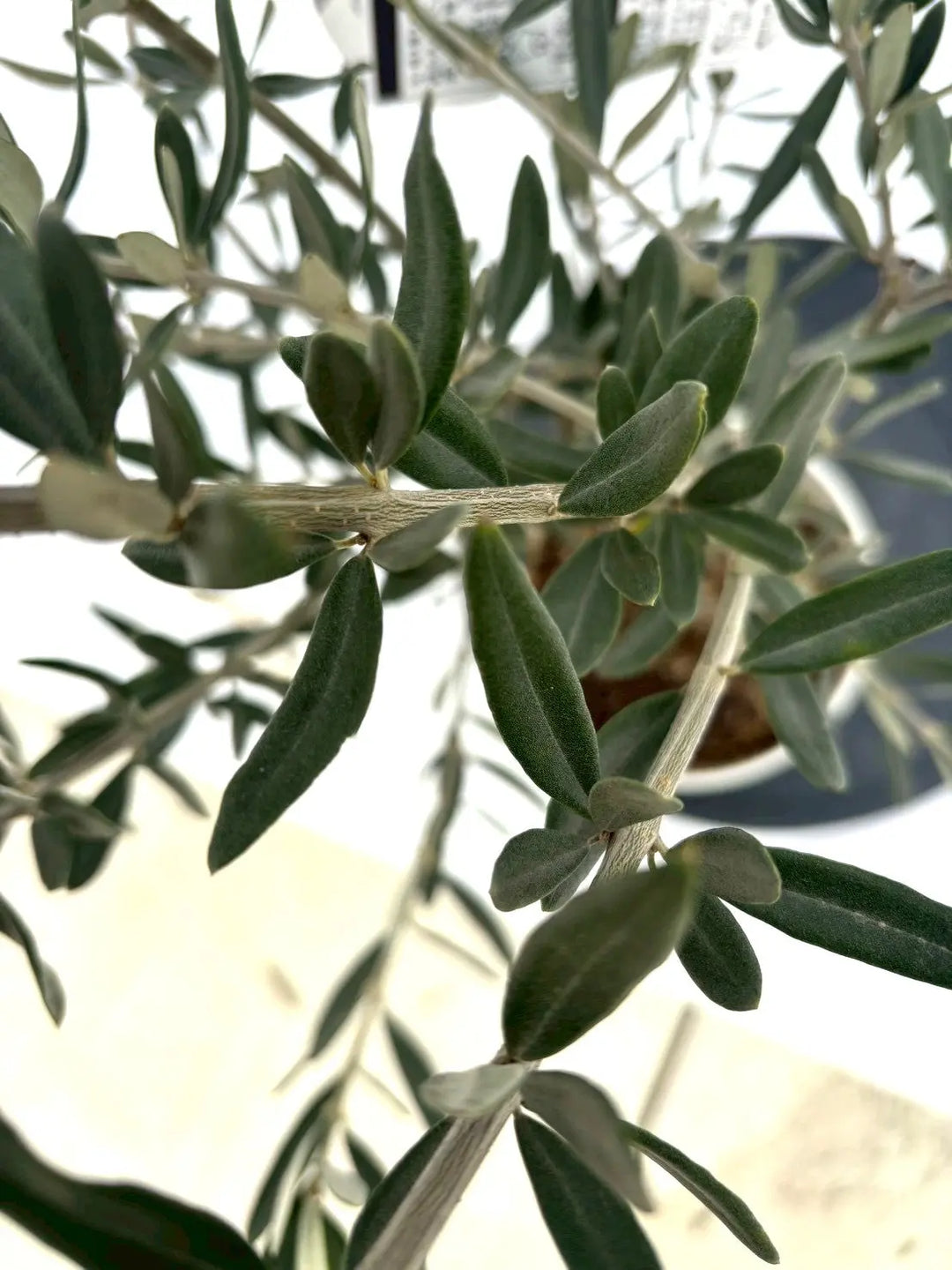 オリーブページ オリーブページ ブラックオリーブ 80g | シェリーズオンラインショップ