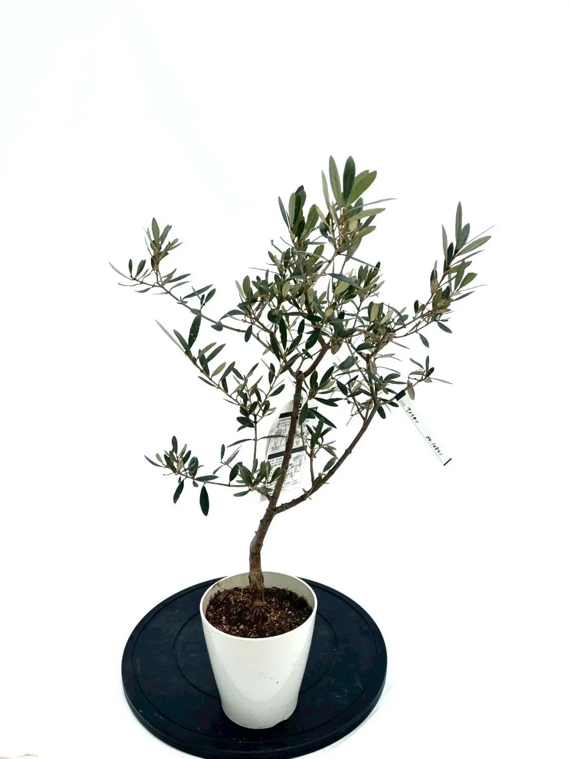 NEWアメリカン（オリーブの木）｜XXSサイズ｜NO.10841｜約65cm｜希少