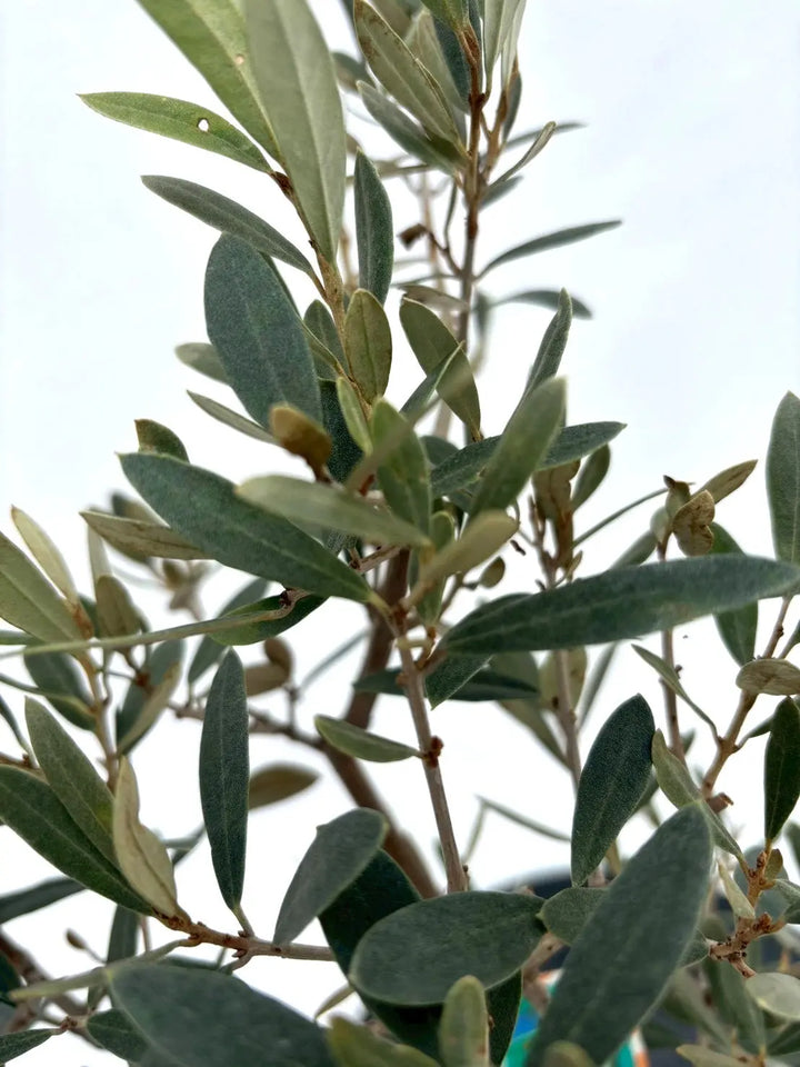 NEWアメリカン（オリーブの木）｜XXSサイズ｜NO.10841｜約65cm｜希少