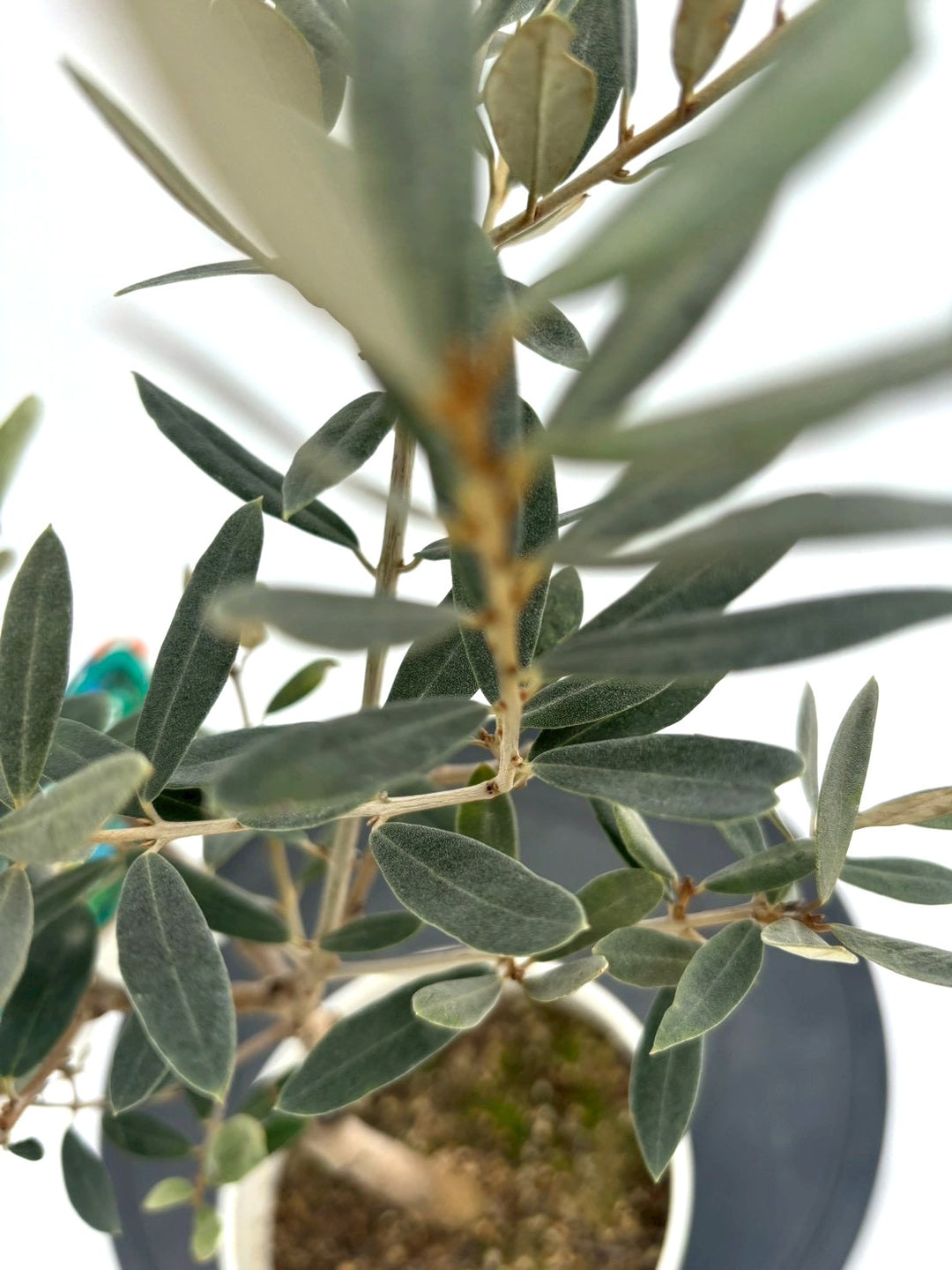 NEWアメリカン（オリーブの木）｜XXSサイズ｜NO.10842｜約65cm｜希少