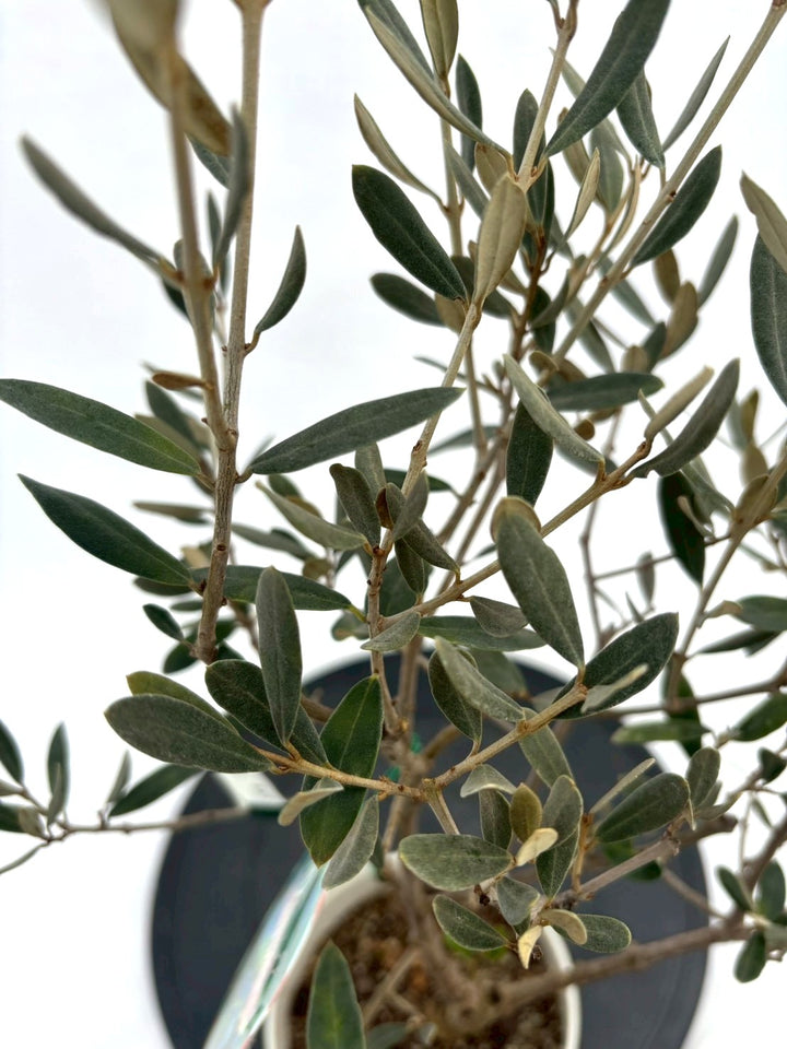 NEWアメリカン（オリーブの木）｜XXSサイズ｜NO.10844｜約65cm｜希少