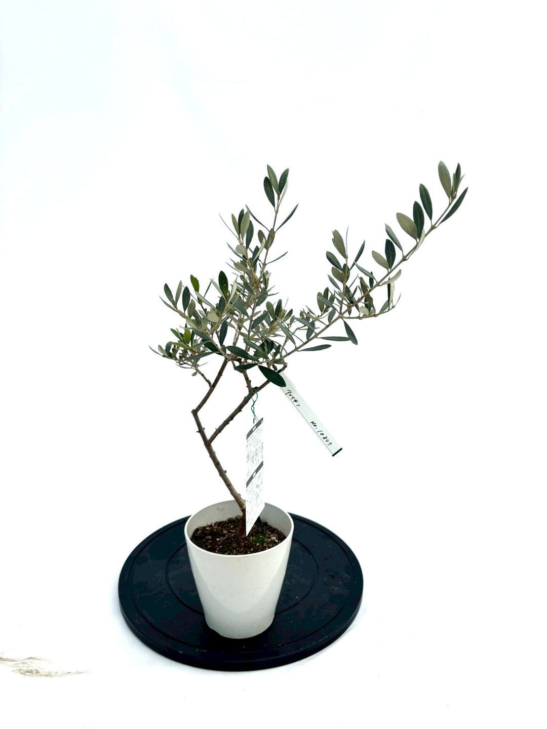 NEWアメリカン（オリーブの木）｜XXSサイズ｜NO.10845｜約60cm｜希少