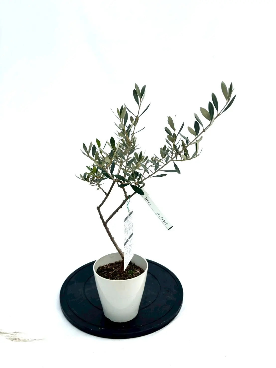 NEWアメリカン（オリーブの木）｜XXSサイズ｜NO.10845｜約60cm｜希少