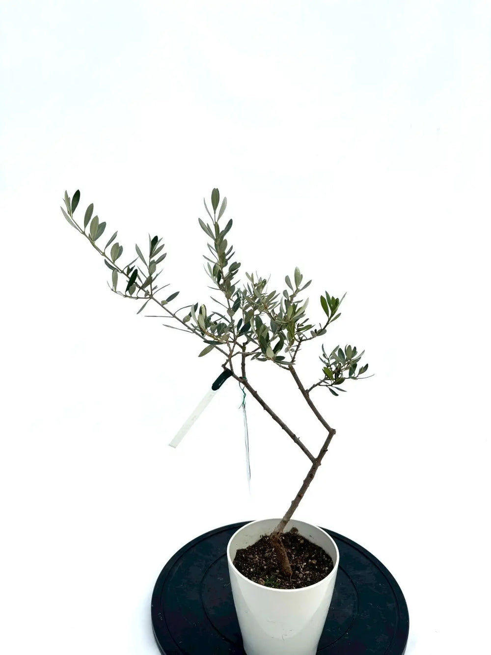 NEWアメリカン（オリーブの木）｜XXSサイズ｜NO.10845｜約60cm｜希少