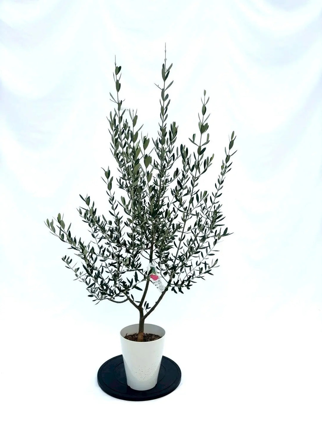 NEWアスコラーナ（オリーブの木）｜Sサイズ｜NO.10846｜約140cm｜人気