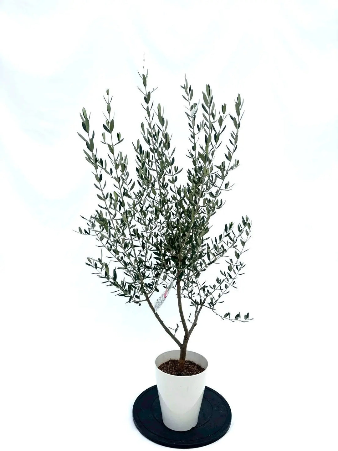 オリーブの木（全商品）｜写真の木をそのままお届け［現品販売］｜鶴亀