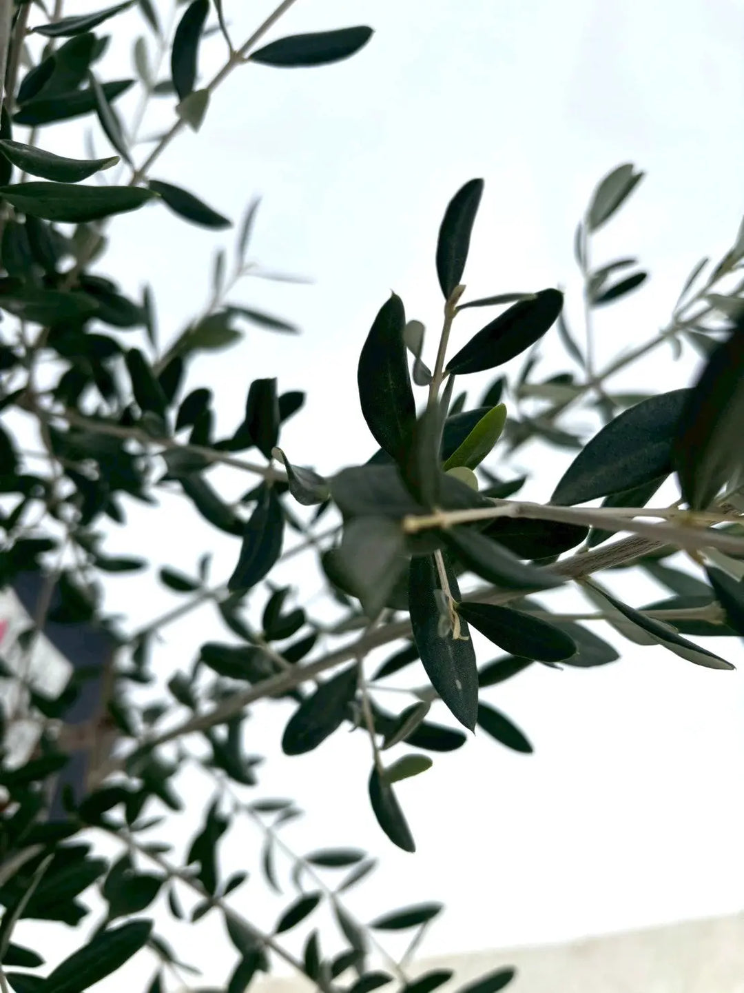 NEWアスコラーナ（オリーブの木）｜Sサイズ｜NO.10846｜約140cm｜人気