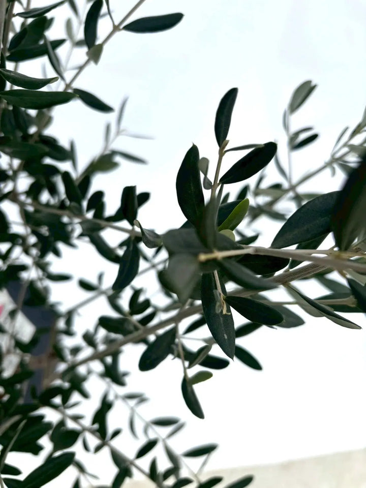 NEWアスコラーナ（オリーブの木）｜Sサイズ｜NO.10846｜約140cm｜人気