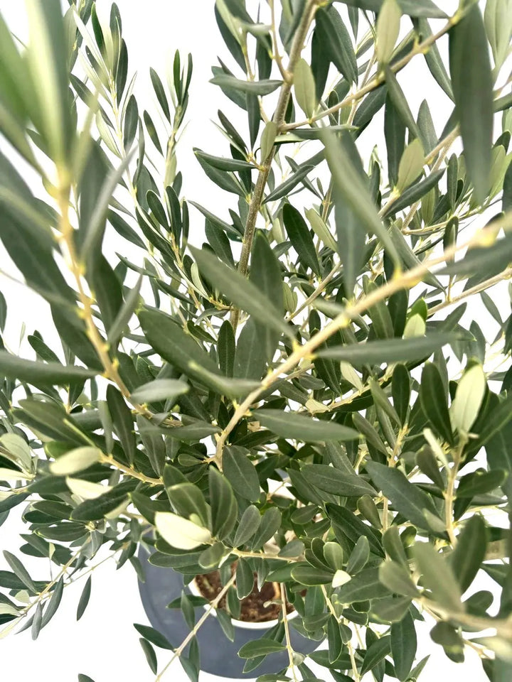 オリーブの木 シプレシーノ 7号 約145cm NO.849 人気品種 現品掲載