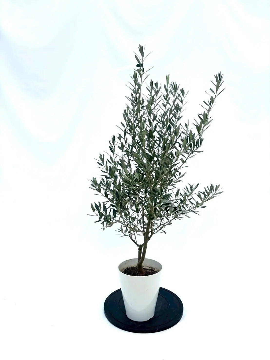 NEWシプレシーノ（オリーブの木）｜Sサイズ｜NO.10848｜約125cm｜人気