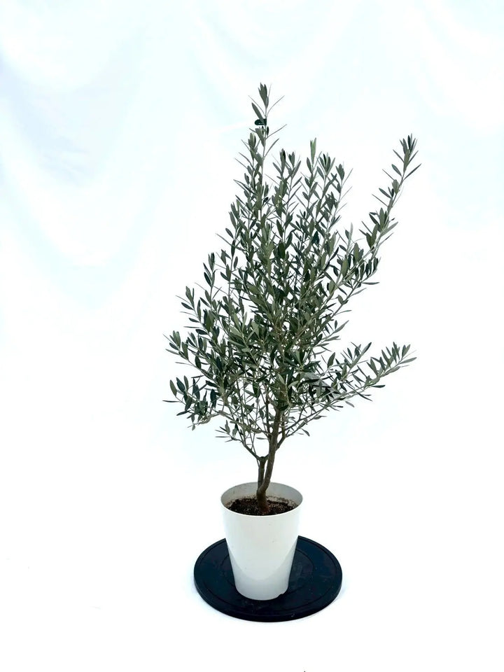 NEWシプレシーノ（オリーブの木）｜Sサイズ｜NO.10848｜約125cm｜人気