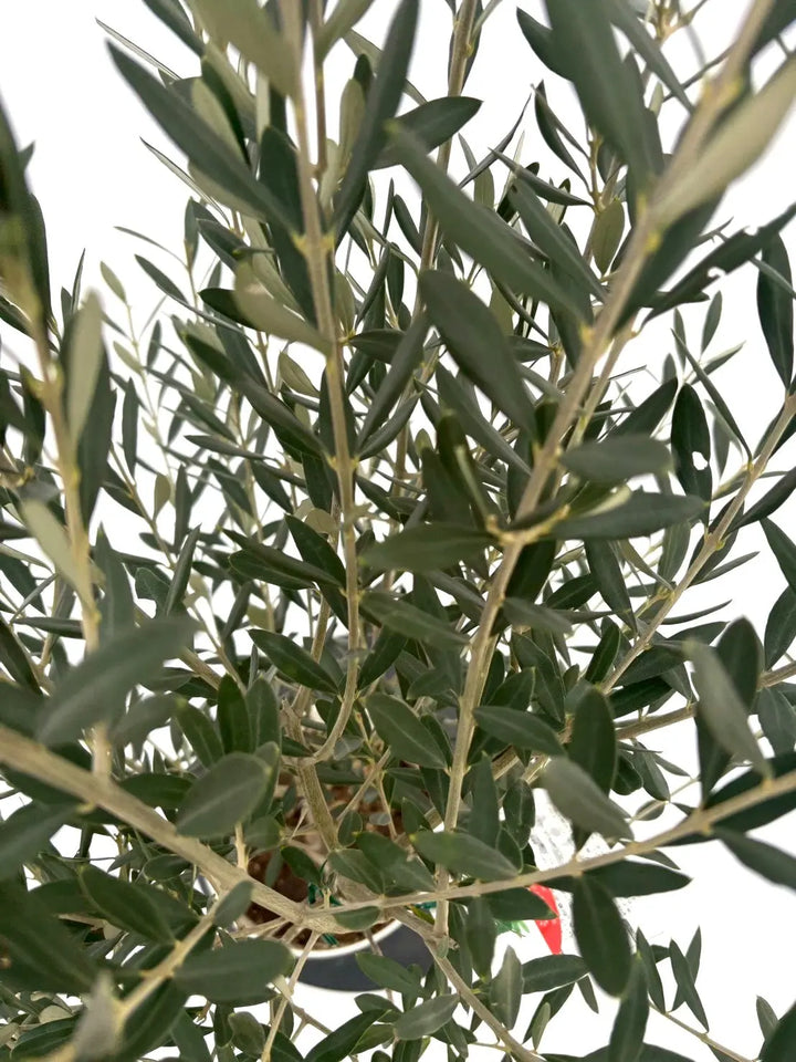 NEWシプレシーノ（オリーブの木）｜Sサイズ｜NO.10848｜約125cm｜人気