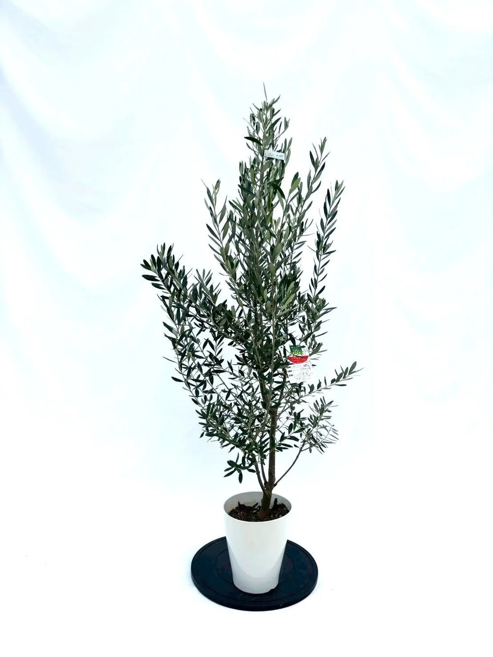 オリーブの木 アメリカン 5号 約65cm NO.842 希少品種 現品掲載 NEW