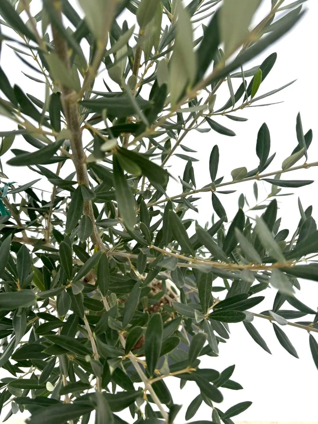 NEWシプレシーノ（オリーブの木）｜Sサイズ｜NO.10849｜約145cm｜人気