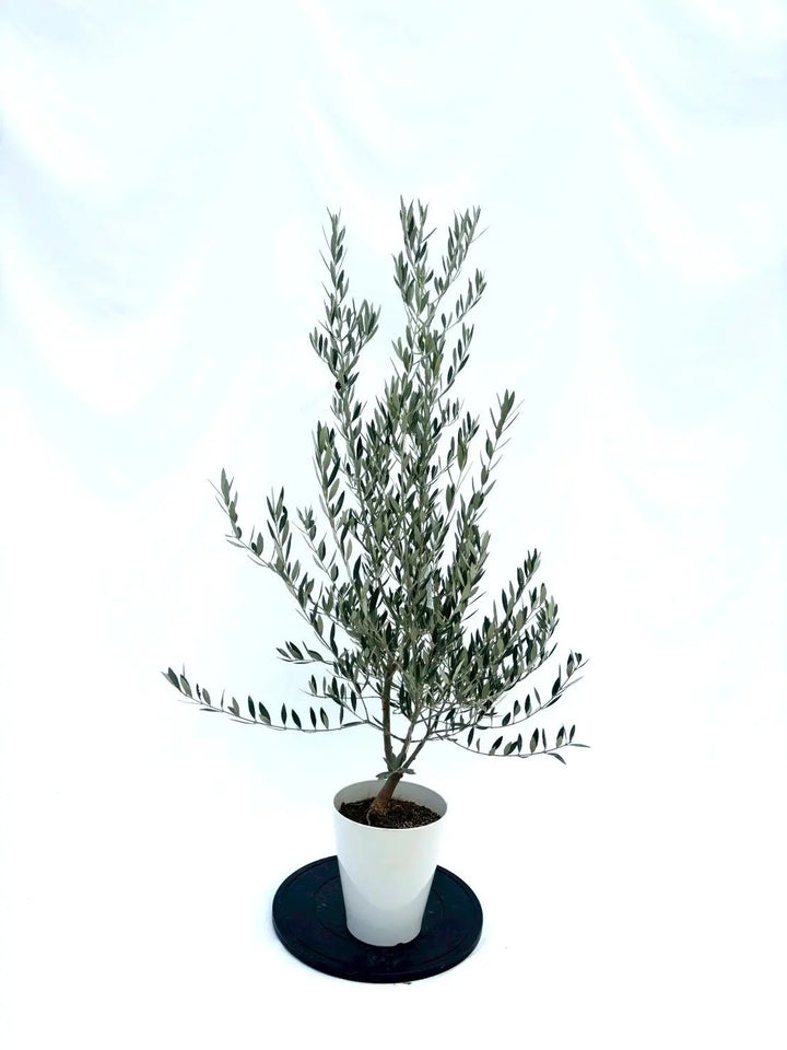 NEWホジブランコ（オリーブの木）｜Sサイズ｜NO.10852｜約140cm｜人気