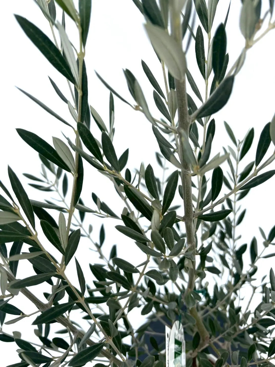 NEWホジブランコ（オリーブの木）｜Sサイズ｜NO.10852｜約140cm｜人気