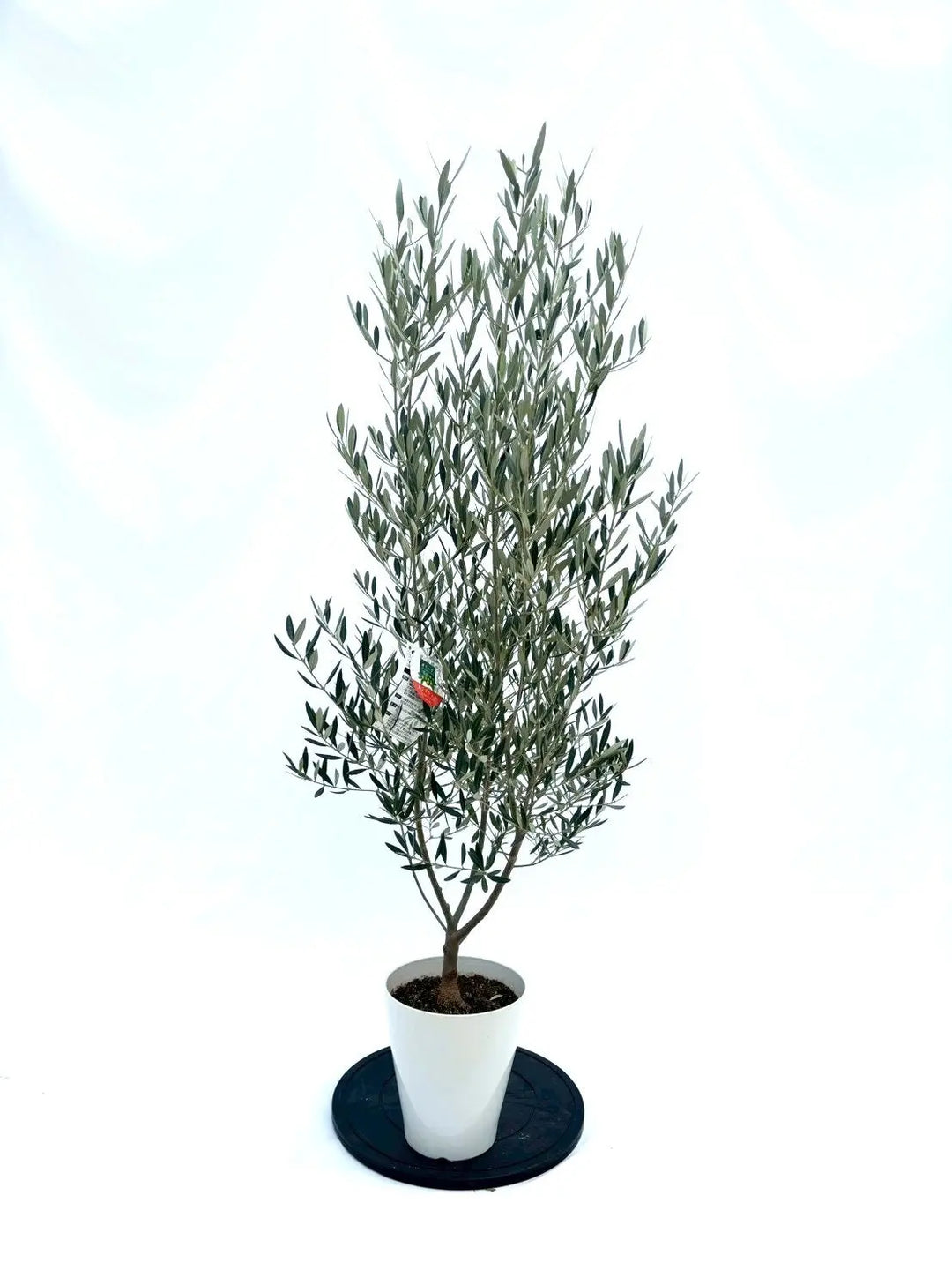 NEWホジブランコ（オリーブの木）｜Sサイズ｜NO.10853｜約150cm｜人気