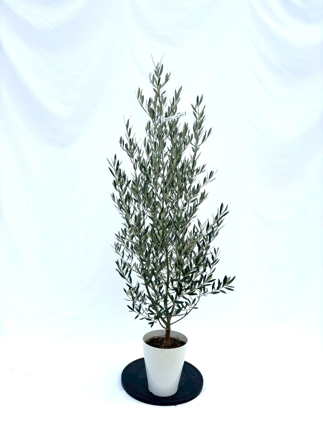 NEWホジブランコ（オリーブの木）｜Sサイズ｜NO.10853｜約150cm｜人気