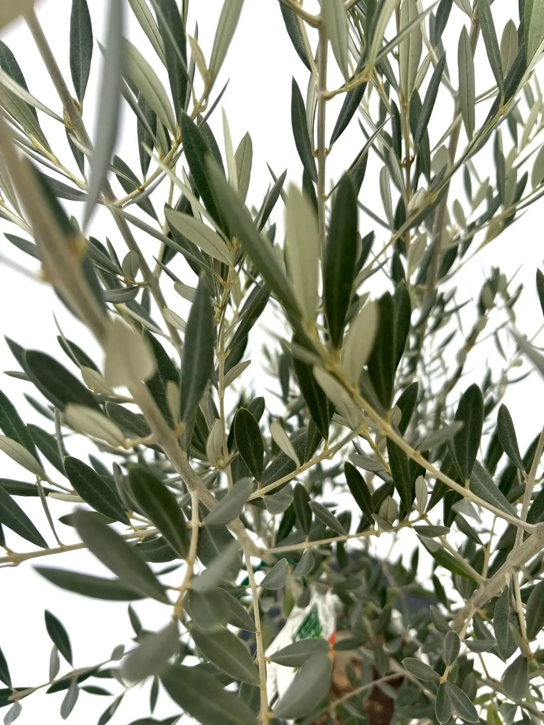 オリーブの木　ホジブランコ　8号　約145cm　NO.675　人気品種　現品掲載 NEWホジブランコ（オリーブの木）｜Sサイズ｜NO.10853｜約150cm｜人気