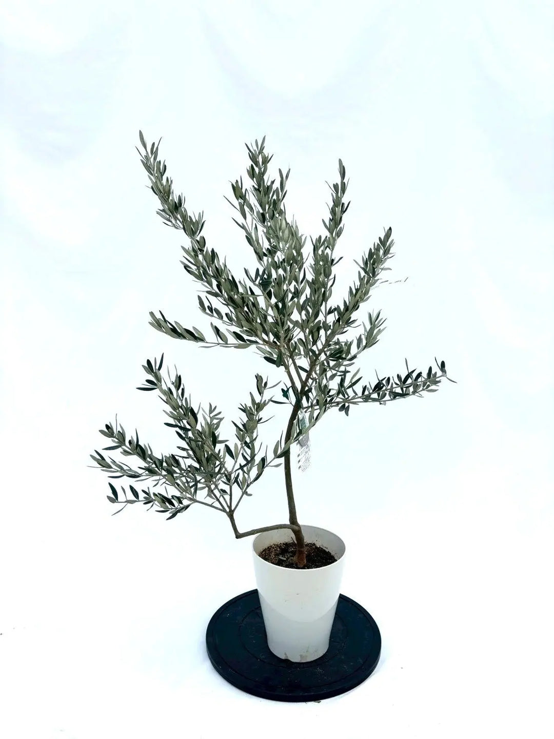 NEWホワイト（オリーブの木）｜Sサイズ｜NO.10856｜約115cm｜希少