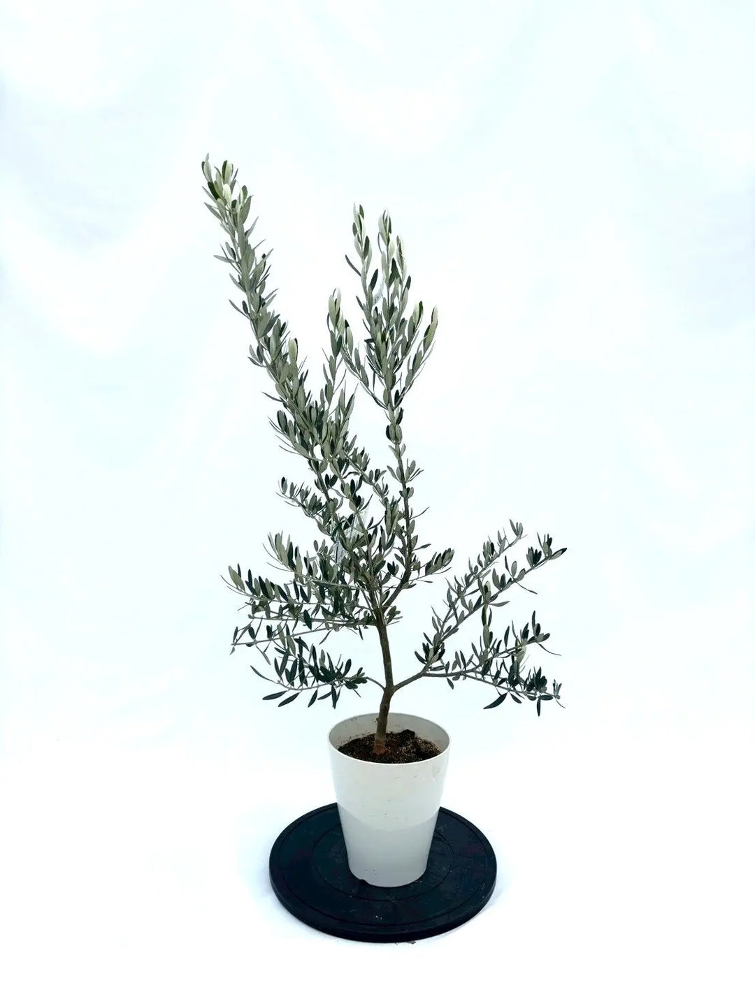 NEWホワイト（オリーブの木）｜Sサイズ｜NO.10857｜約120cm｜希少