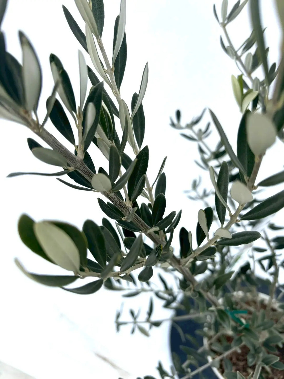 ✨ オリーブM✨ NEWホワイト（オリーブの木）｜Sサイズ｜NO.10857｜約120cm｜希少