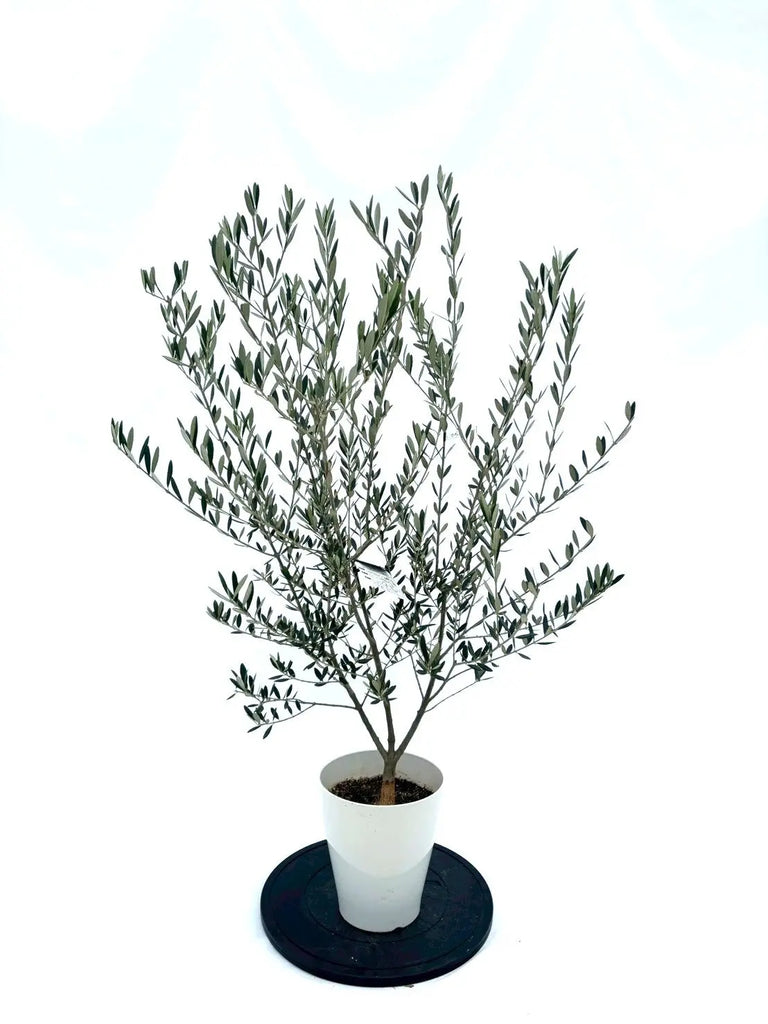 NEWマンザニロ（オリーブの木）｜Sサイズ｜NO.10858｜約125cm｜ 人気