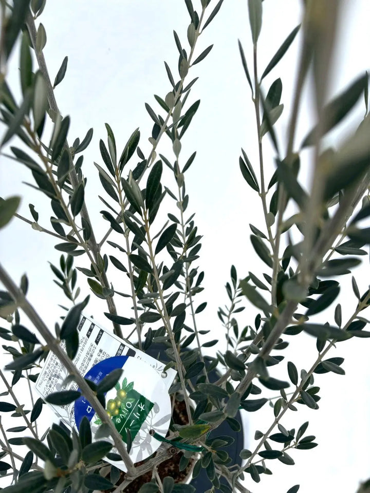 NEWマンザニロ（オリーブの木）｜Sサイズ｜NO.10858｜約125cm｜ 人気