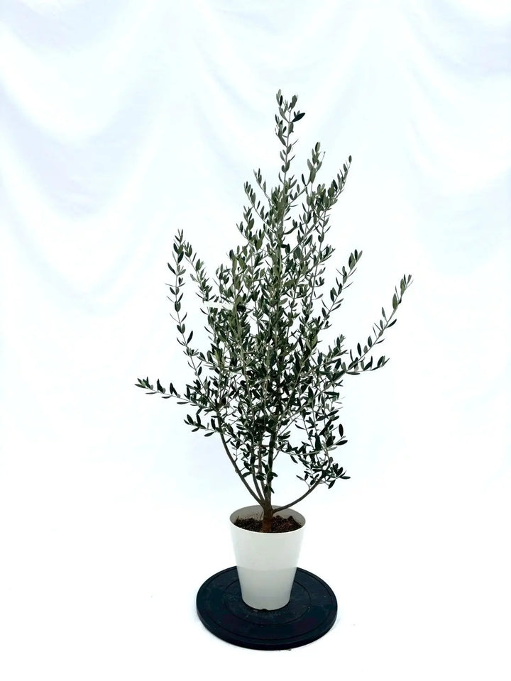 NEWルッカ（オリーブの木）｜Sサイズ｜NO.10860｜約145cm｜人気・寒冷