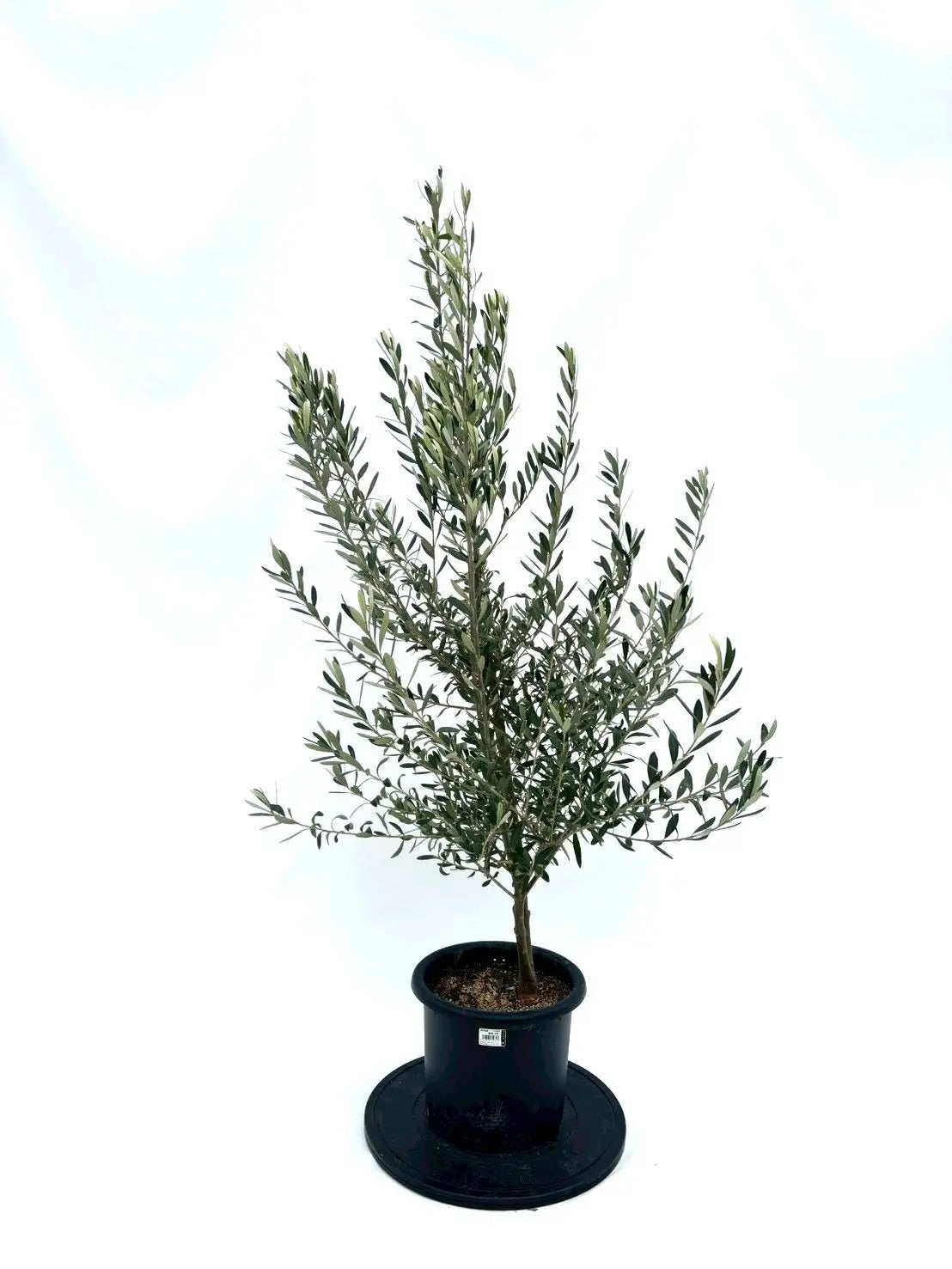 オリーブの木｜全サイズ・全品種一覧｜鶴亀園公式通販 – 株式会社鶴亀園