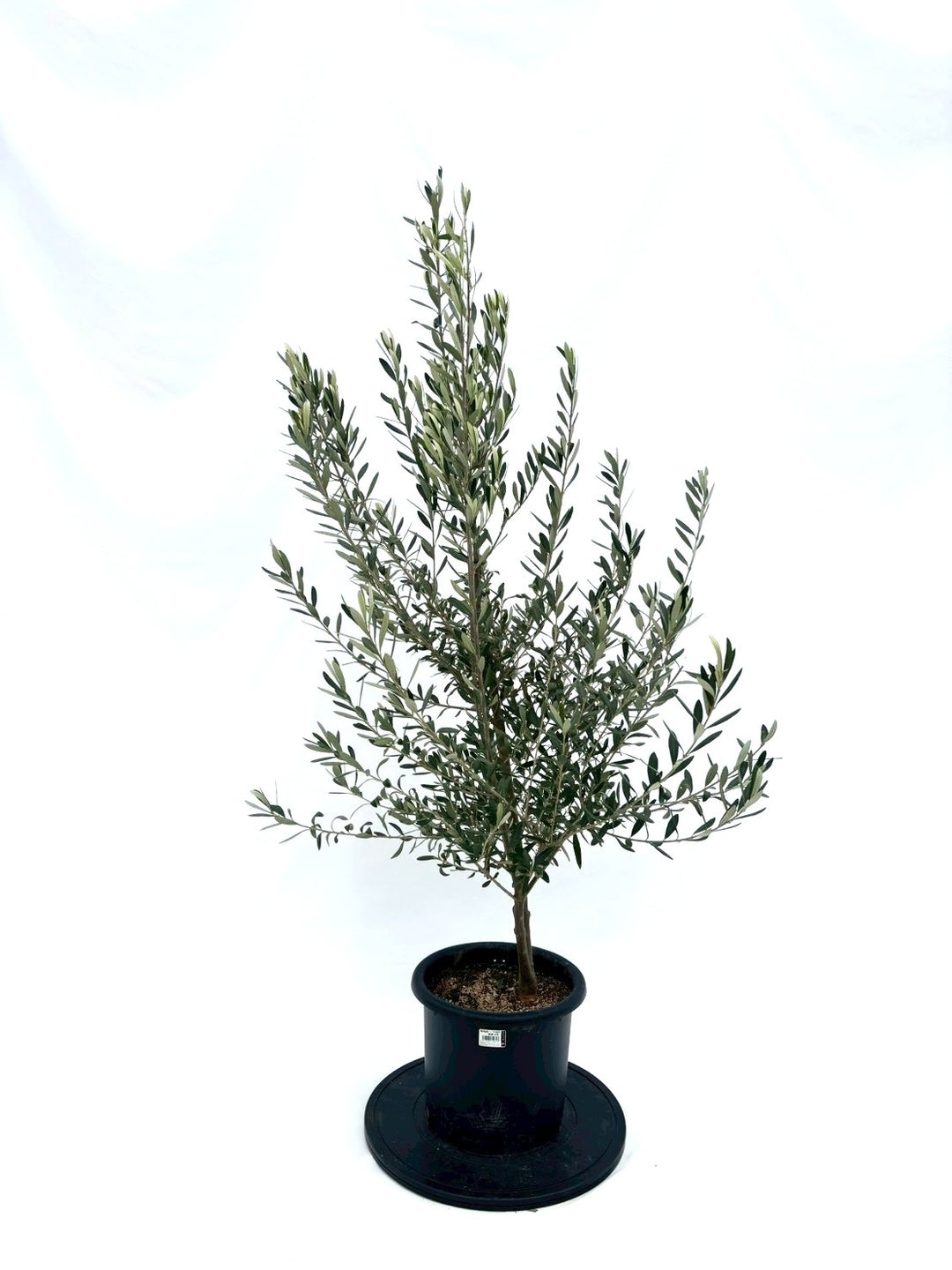 NEWシプレシーノ（オリーブの木）｜Mサイズ｜NO.10861｜約140cm｜人気