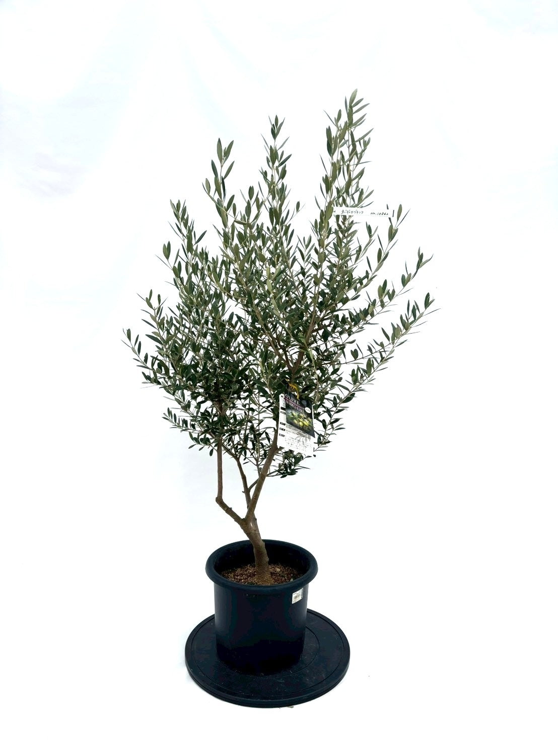 オリーブの木｜全サイズ・全品種一覧｜鶴亀園公式通販 – 株式会社鶴亀園