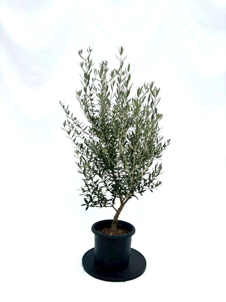 NEWネバディロブランコ（オリーブの木）｜Mサイズ｜NO.10862｜約130cm