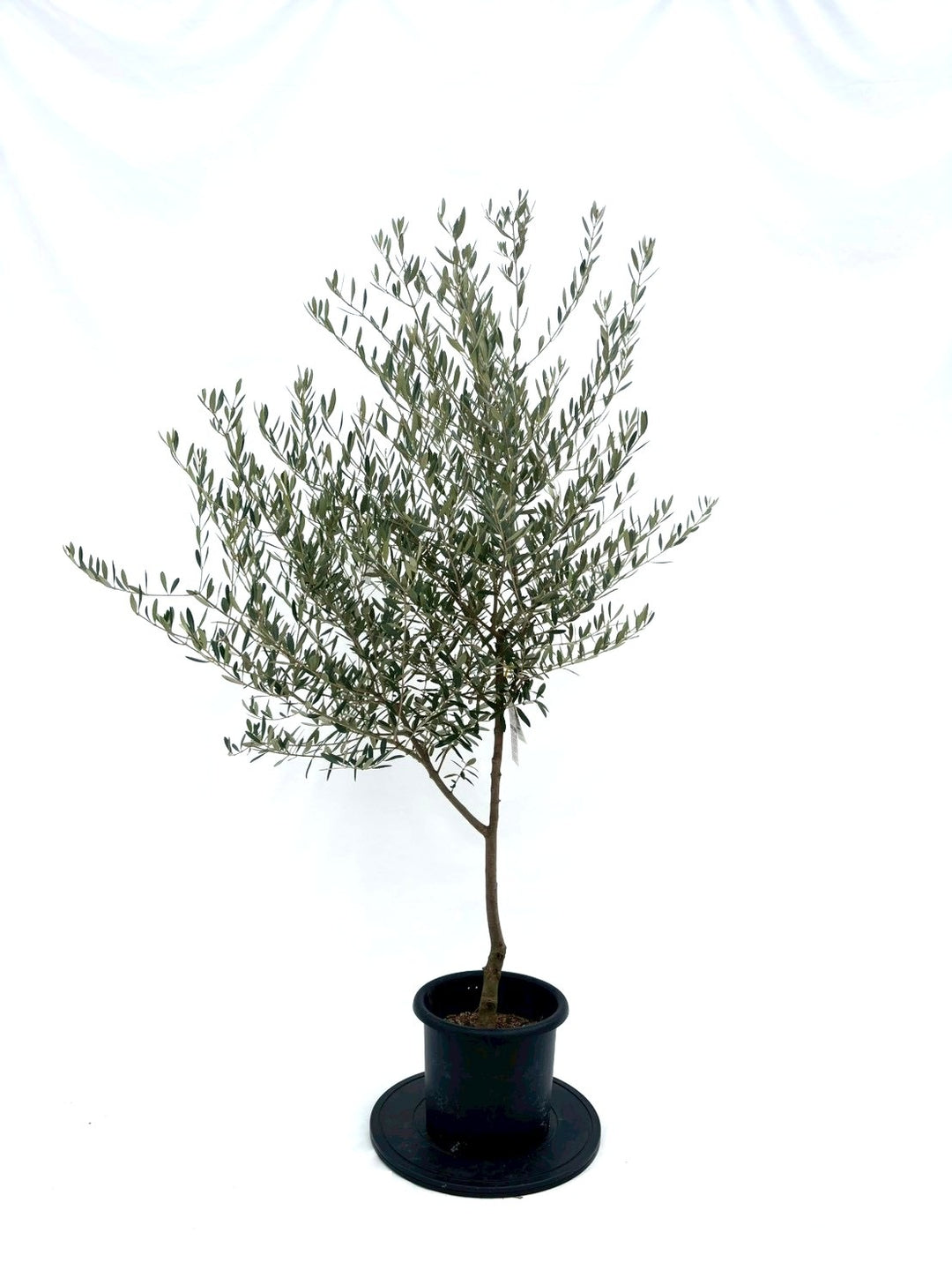 a オリーブの木　ネバティロブランコ オリーブの木・ネバディロブランコ 創樹♡ SOUJU♡