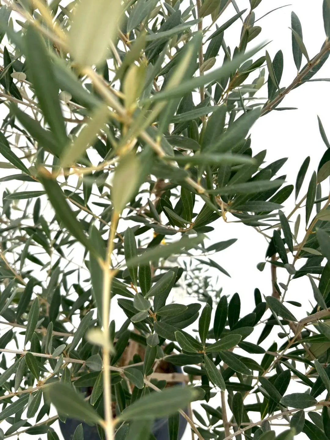 NEWネバディロブランコ（オリーブの木）｜Mサイズ｜NO.10864｜約165cm