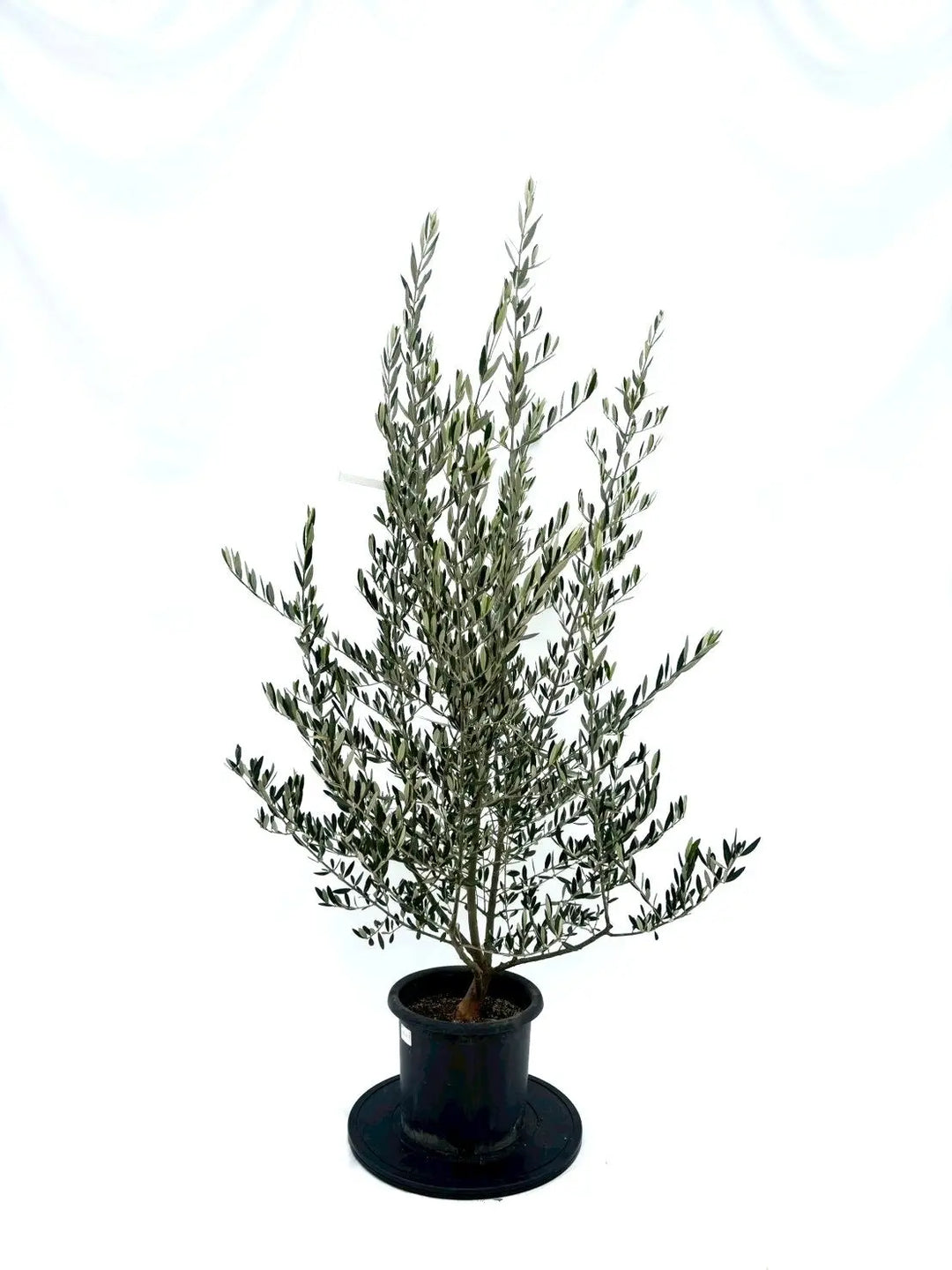 NEWピクアル（オリーブの木）｜Mサイズ｜NO.10865｜約160cm｜人気・銀