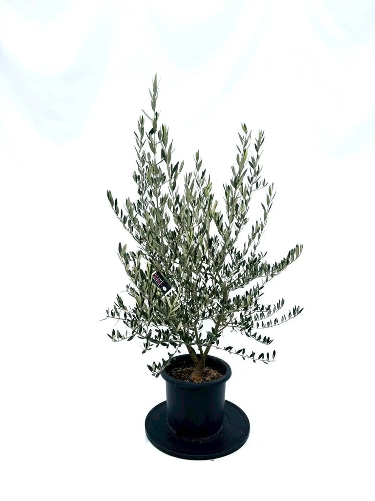 NEWピクアル（オリーブの木）｜Mサイズ｜NO.10866｜約125cm｜人気・銀