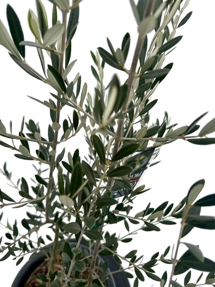 NEWピクアル（オリーブの木）｜Mサイズ｜NO.10866｜約125cm｜人気・銀