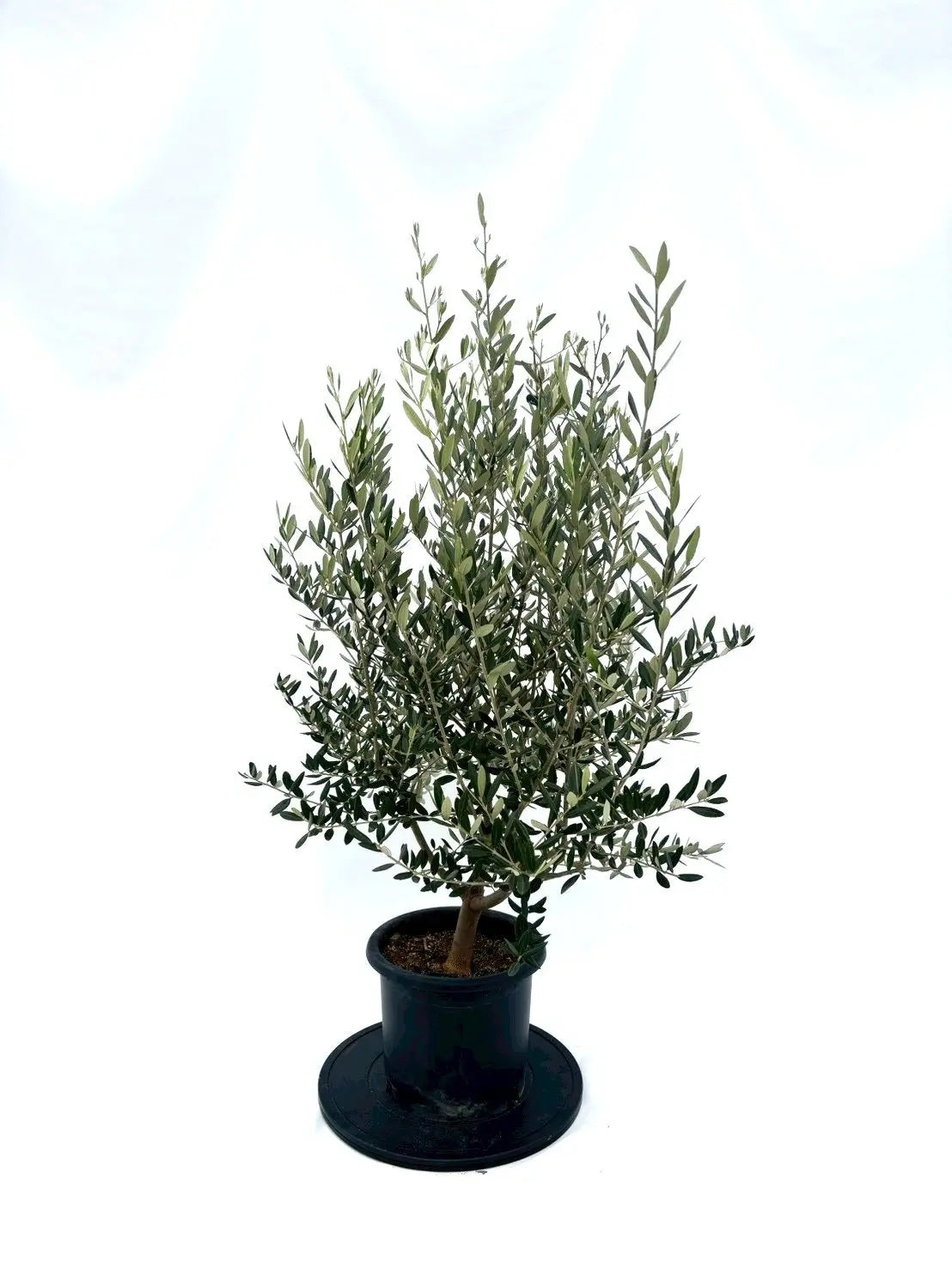 NEWレッチーノ（オリーブの木）｜Mサイズ｜NO.10867｜約125cm｜人気