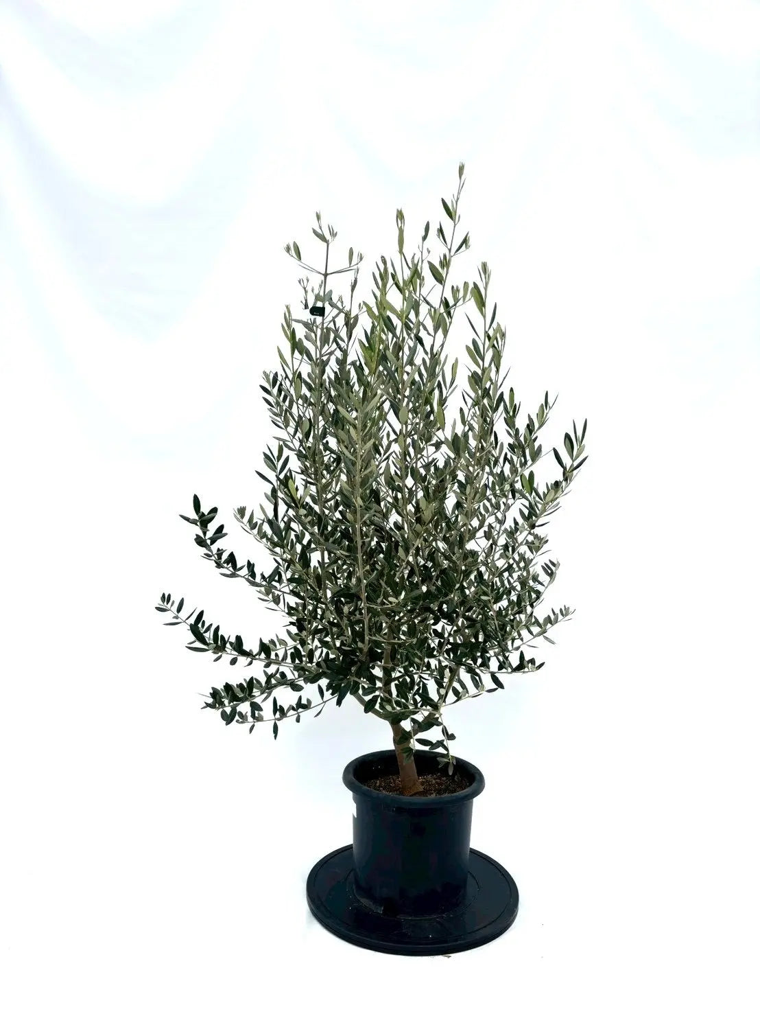 NEWレッチーノ（オリーブの木）｜Mサイズ｜NO.10867｜約125cm｜人気