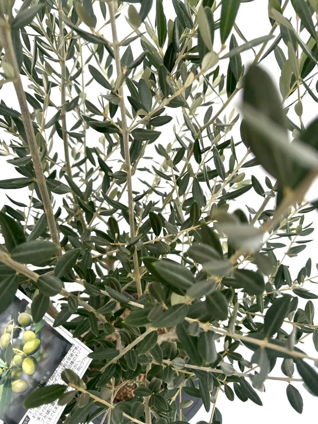 NEWレッチーノ（オリーブの木）｜Mサイズ｜NO.10867｜約125cm｜人気