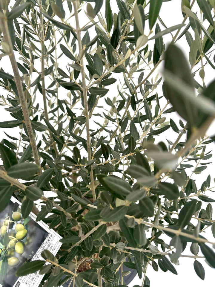 NEWレッチーノ（オリーブの木）｜Mサイズ｜NO.10867｜約125cm｜人気